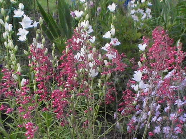 PIC_0345.JPG